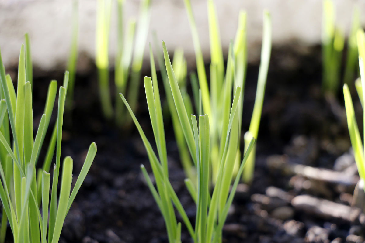 最贵的韭菜  镰刀和韭菜之间有着一种特别的关系.