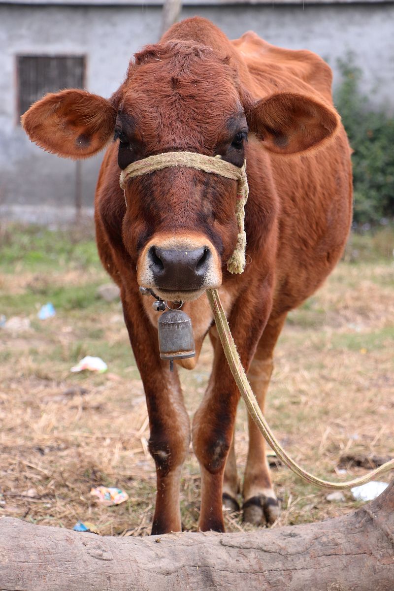 小时候不懂,为什么一根细小的绳子,可以拴住一头牛,让其在田间辛勤