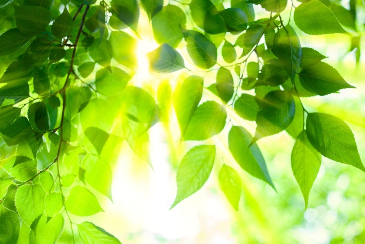 阳光照亮了绿叶,微风拂面,带来了丝丝清凉.