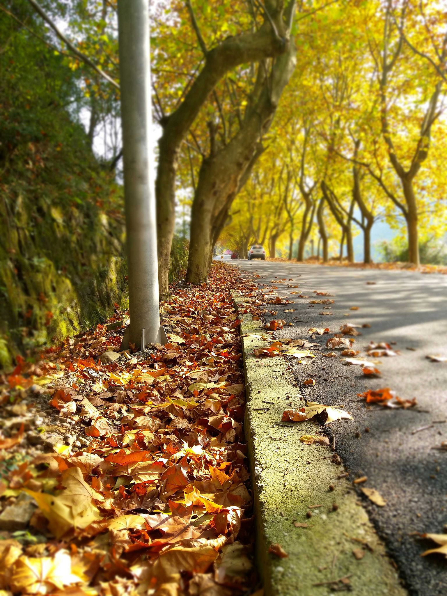 梧桐树叶落下的图片掉落的梧桐叶梧桐落叶图片风吹梧桐的照片 秋天