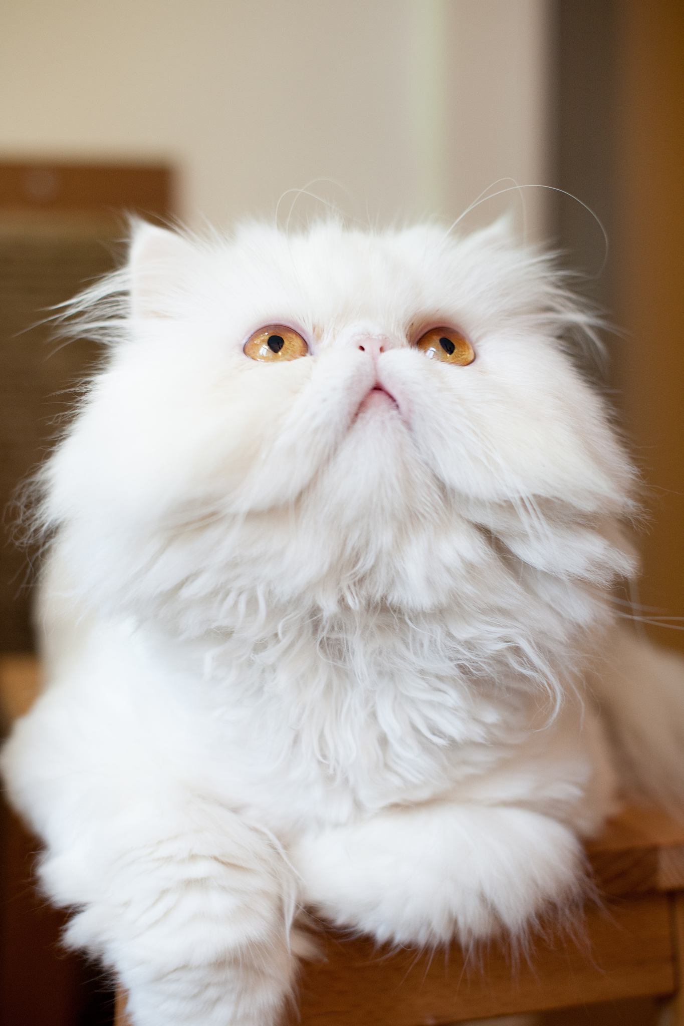 地球上10大最美的猫咪,布偶猫和金吉拉领衔,有你喜欢的吗?