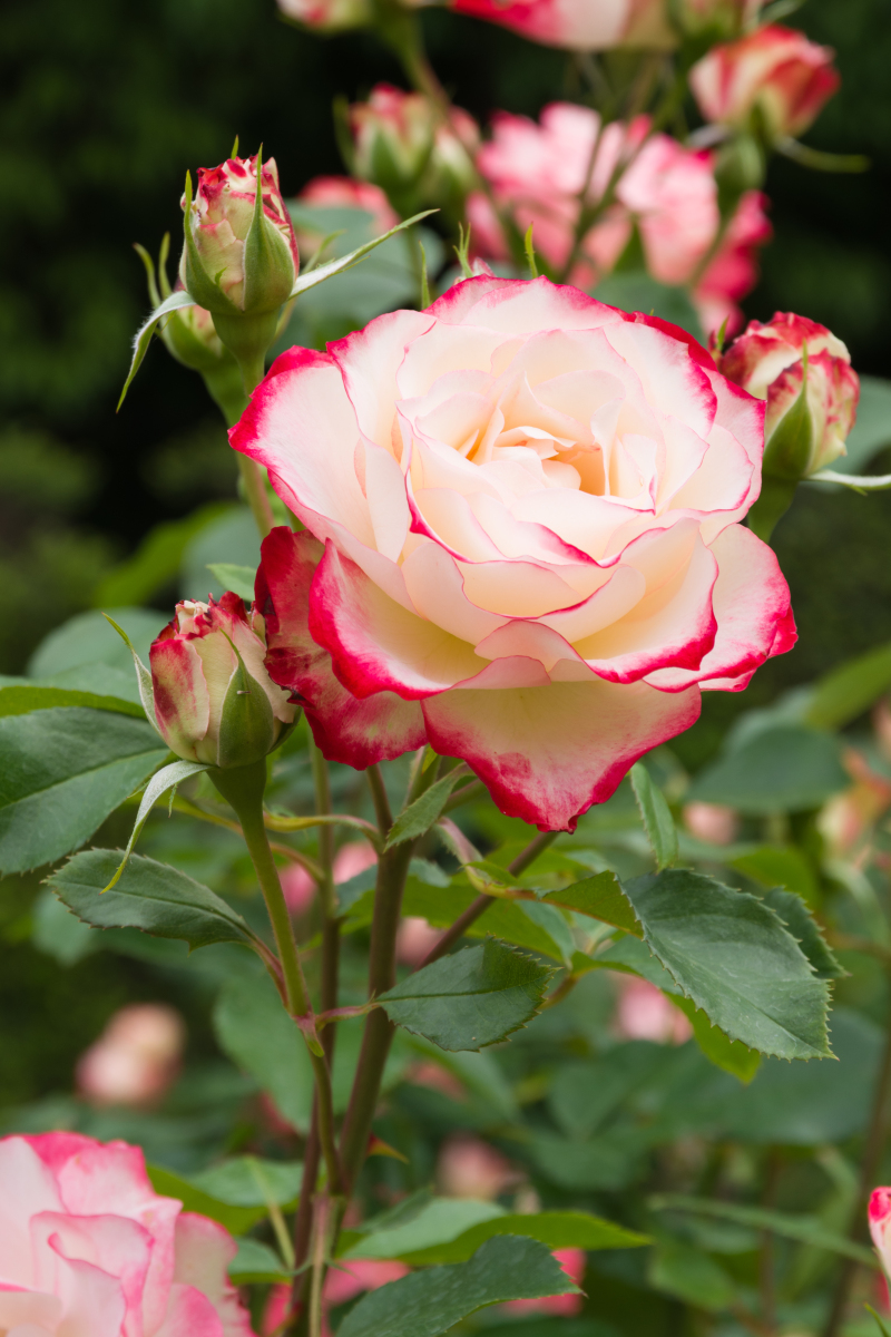 浪漫之触,邂逅粉色玫瑰的秘境