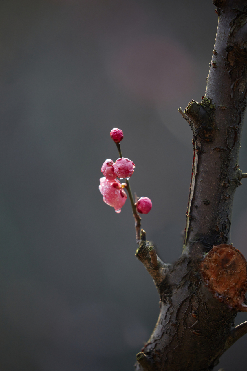 "暗香疏影:坚韧的寒梅":  坚韧不拔的精神:梅花在严寒的冬日里独自