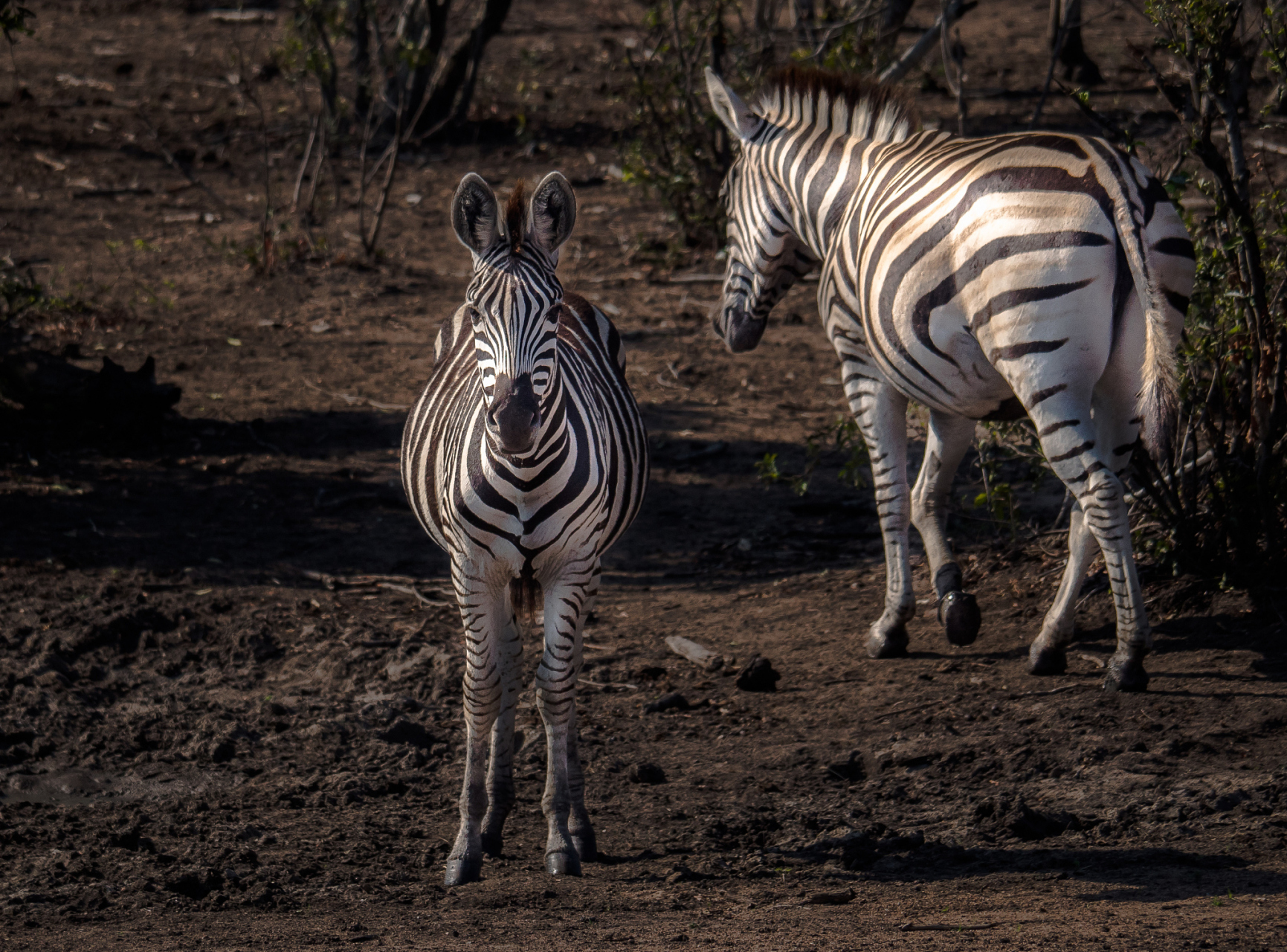 动物世界的启示#  斑马的本能:多子多福!