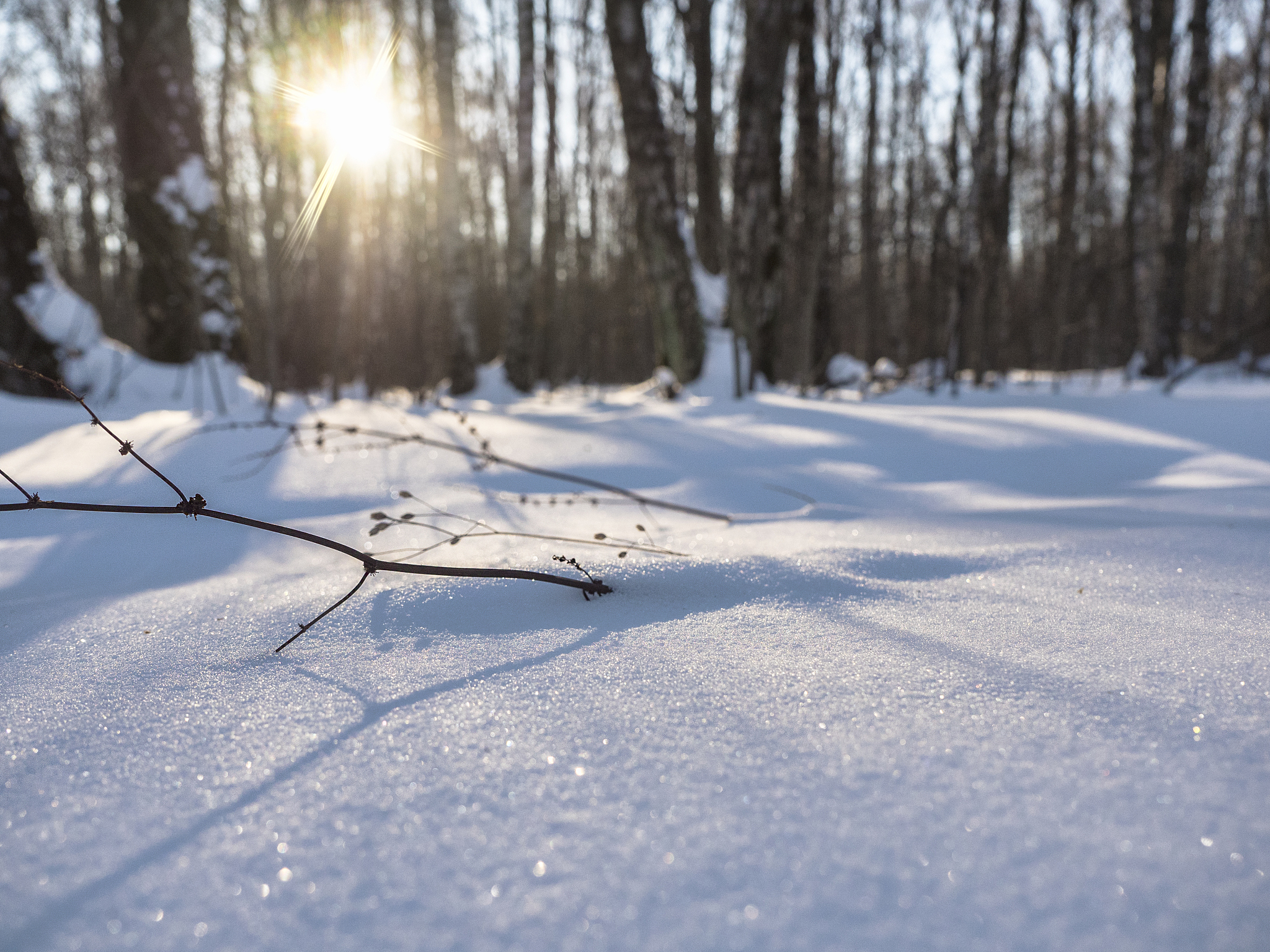 冬日的阳光洒在雪地上,闪闪发光,仿佛是大自然在播撒着魔法.