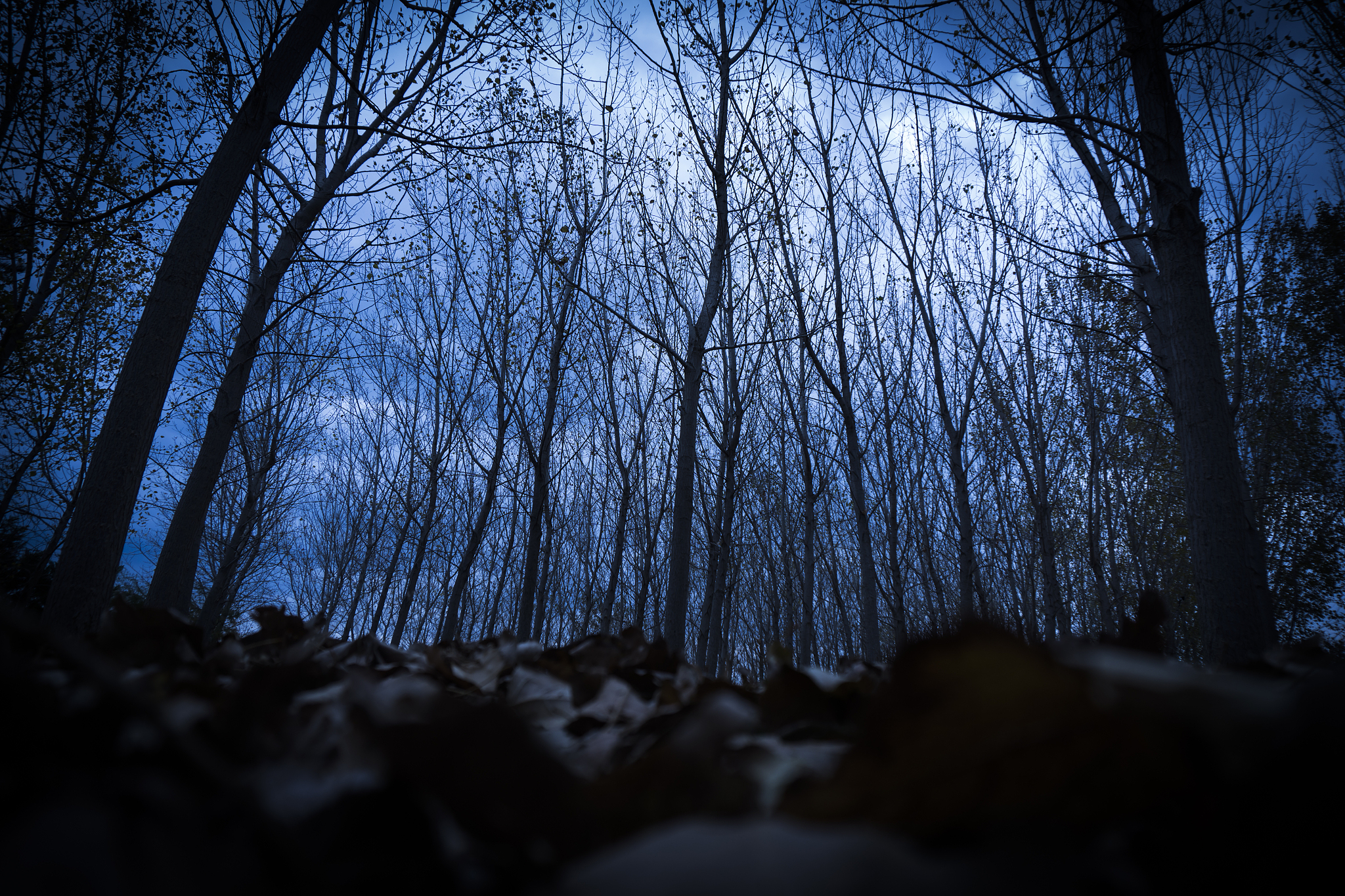 万物清明#黑沉沉的树林和山峦,掩映在夜色中,透着神秘的幽暗的影