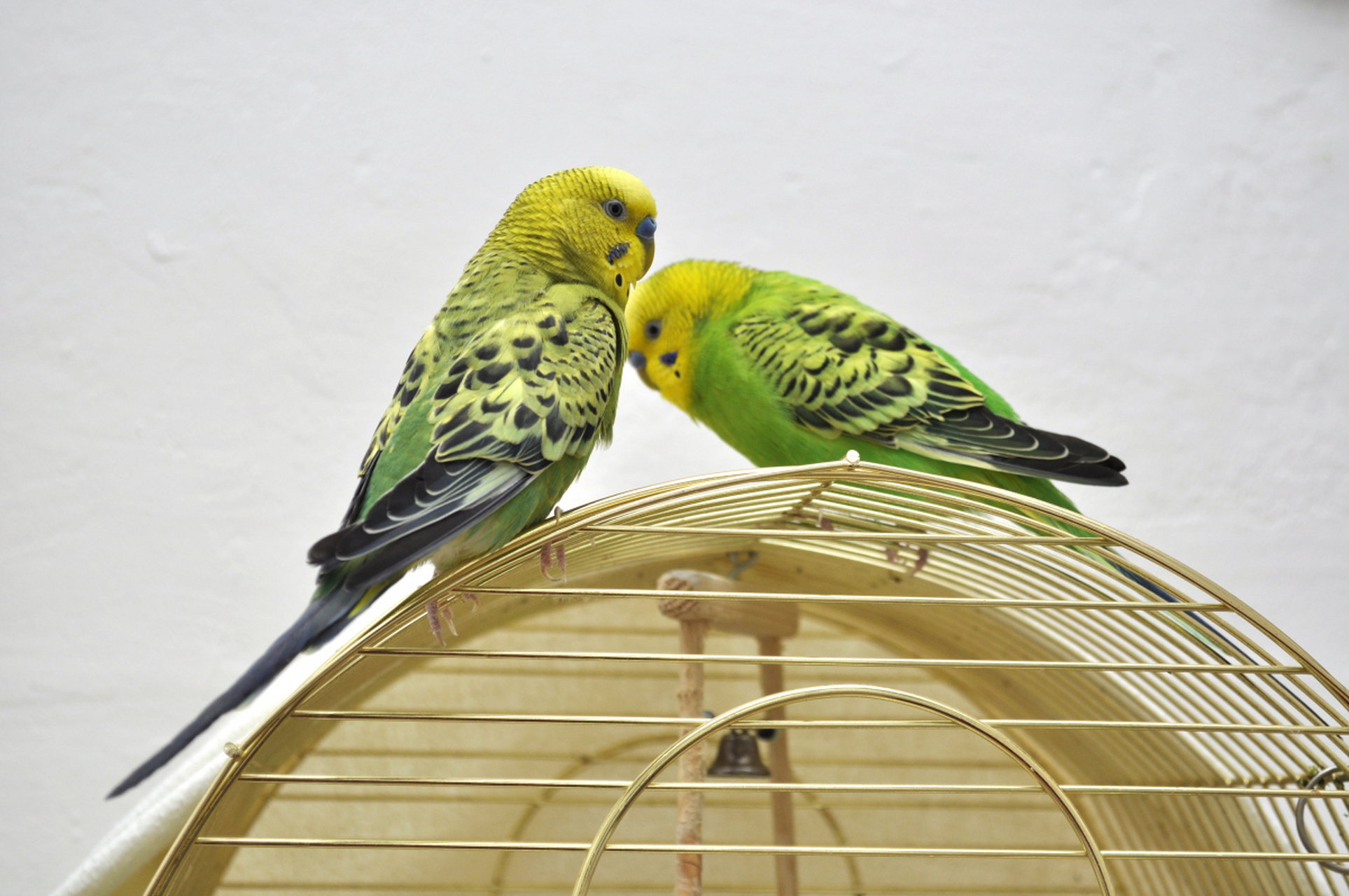 《我家阳台上的两只鹦鹉》       在我家的阳台上,住着两只可爱的鹦鹉
