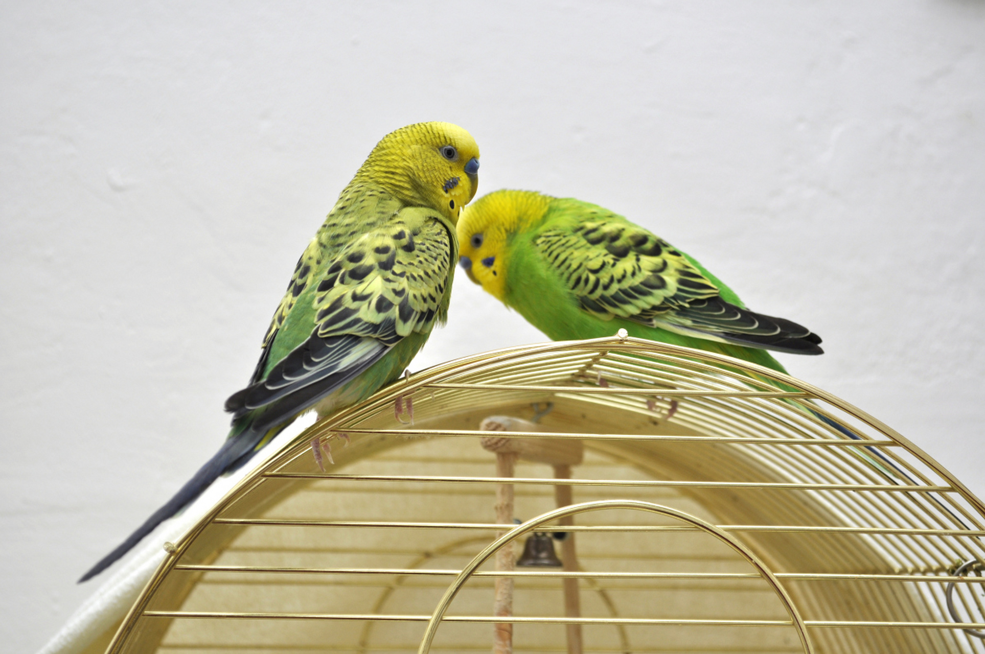 《我家阳台上的两只鹦鹉》       在我家的阳台上,住着两只可爱的鹦鹉