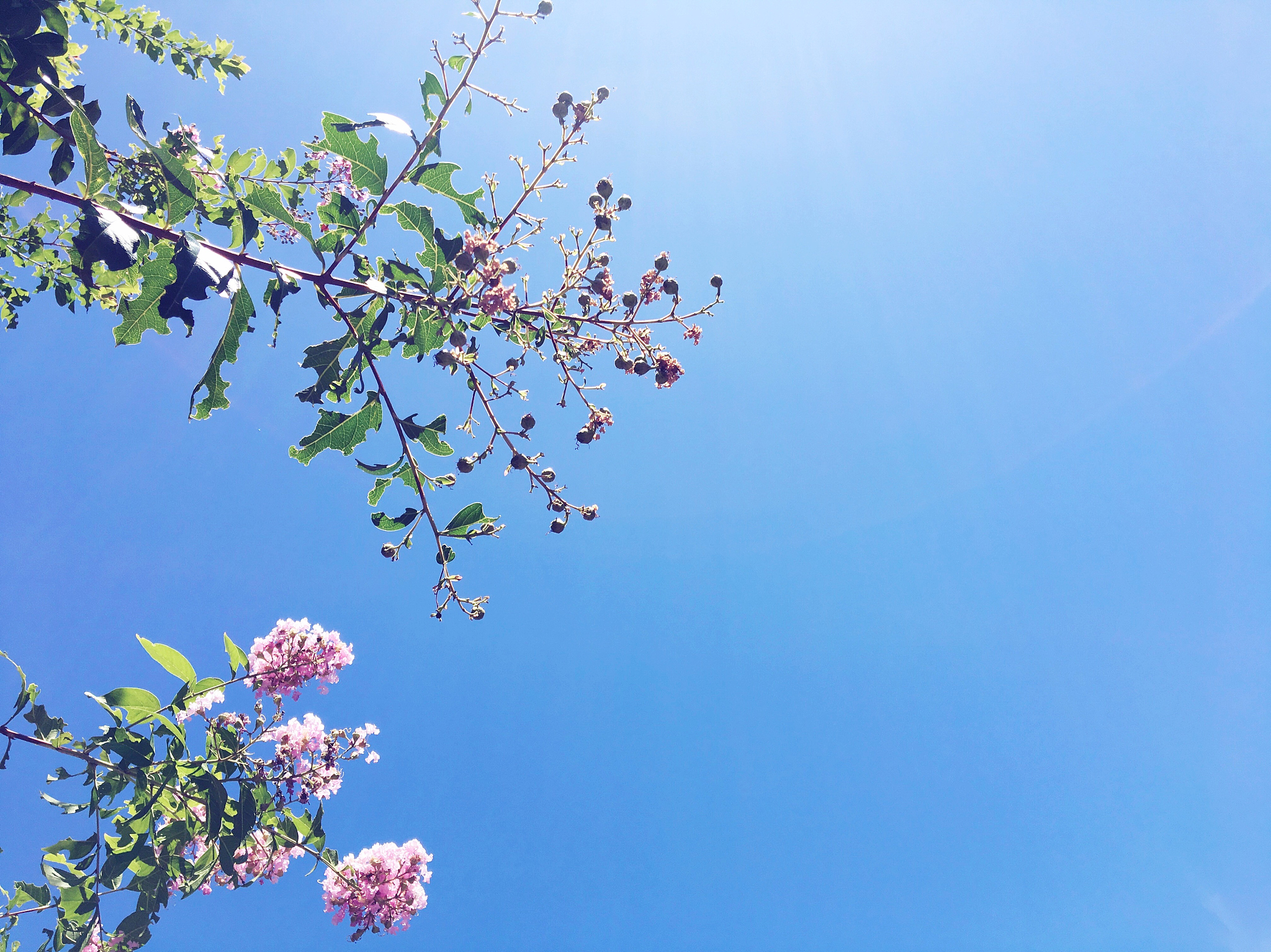 奔赴春天的旅行#春天的歌,是风的旋律,是花的交响.