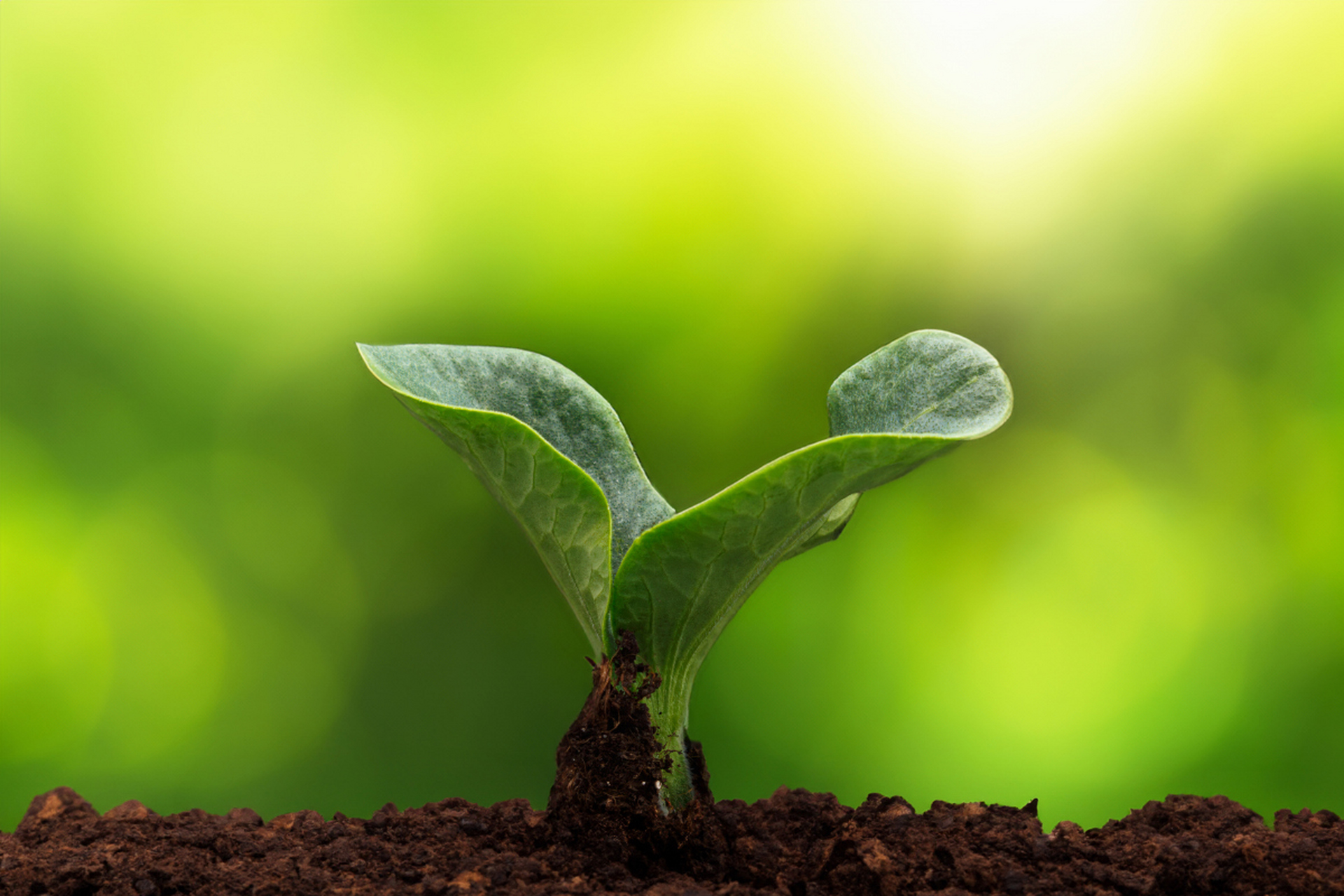春天里的小嫩芽,春日嫩芽  春风吹绿小嫩芽,细雨绵绵润万灵.