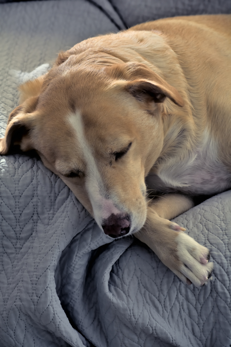这几天狗狗生病了,一直不吃不喝,看着它日渐消瘦,我心如刀绞