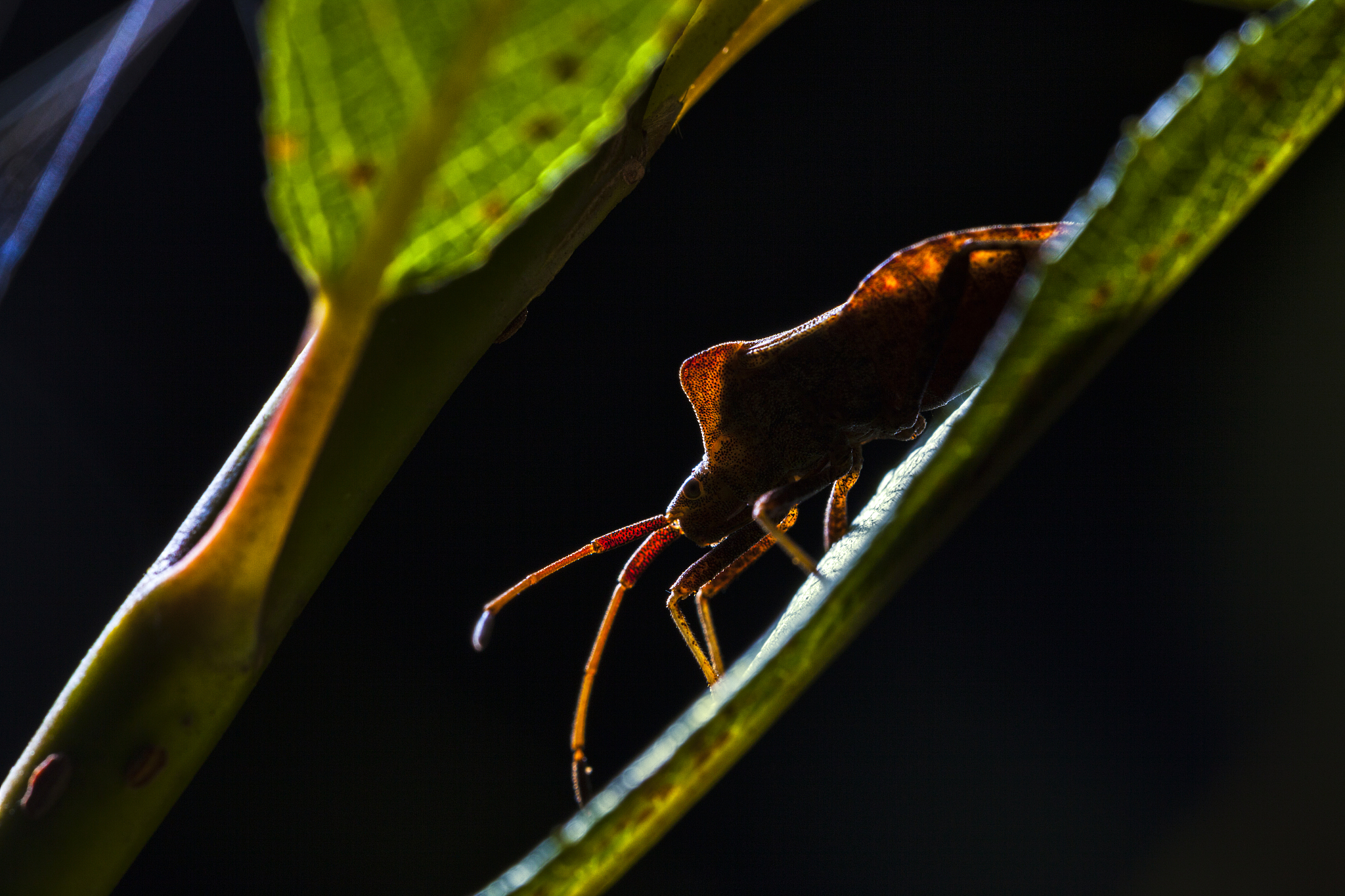 "夜猫子"昆虫:有些昆虫是夜行性的,它们在黑暗中活动,利用回声定位