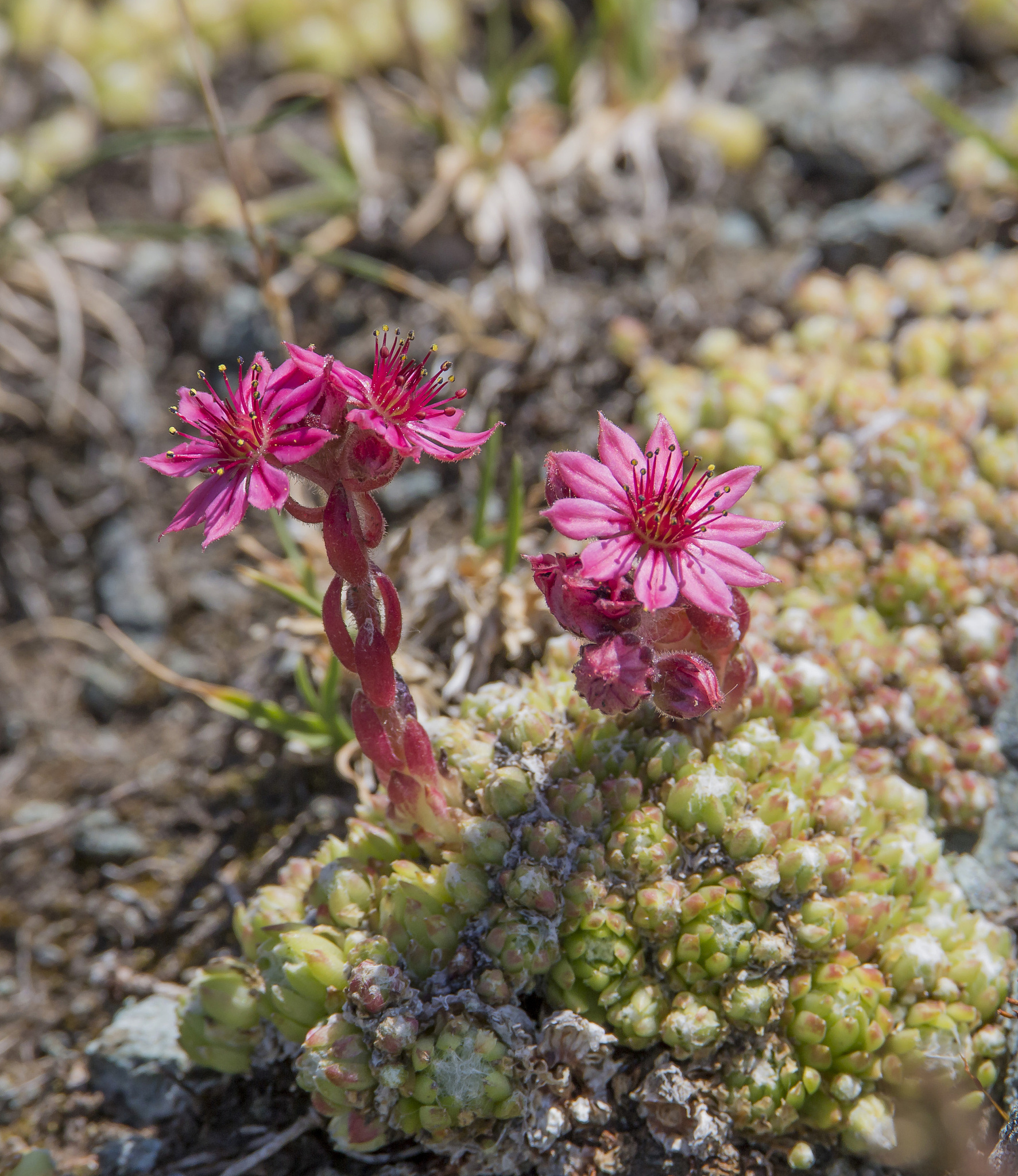 红景天,花语寓意着热烈和热情,它.@倾花听语的动态