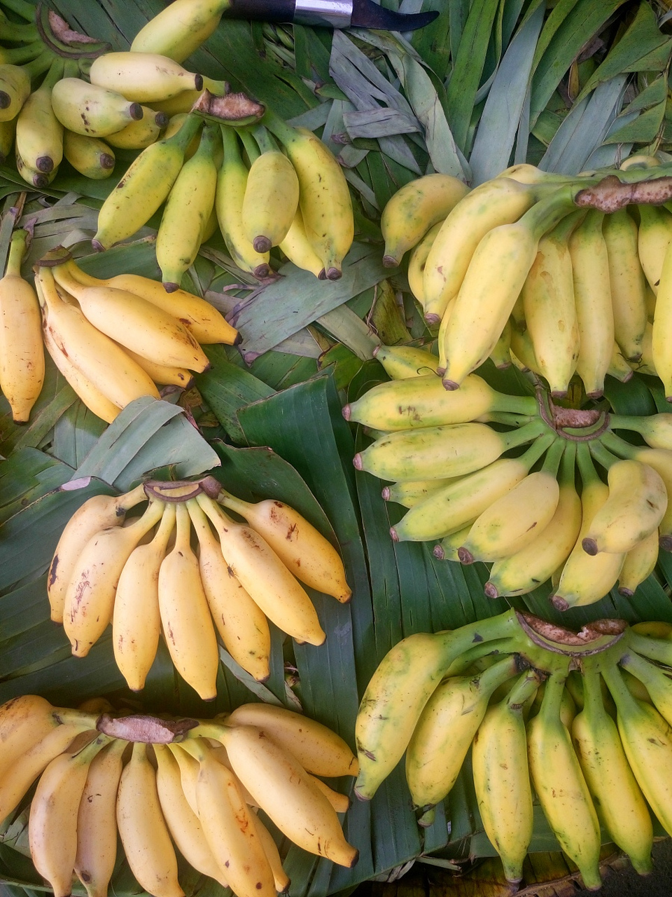 香蕉的"隐身"亲戚:你听说过"红皮香蕉"吗?