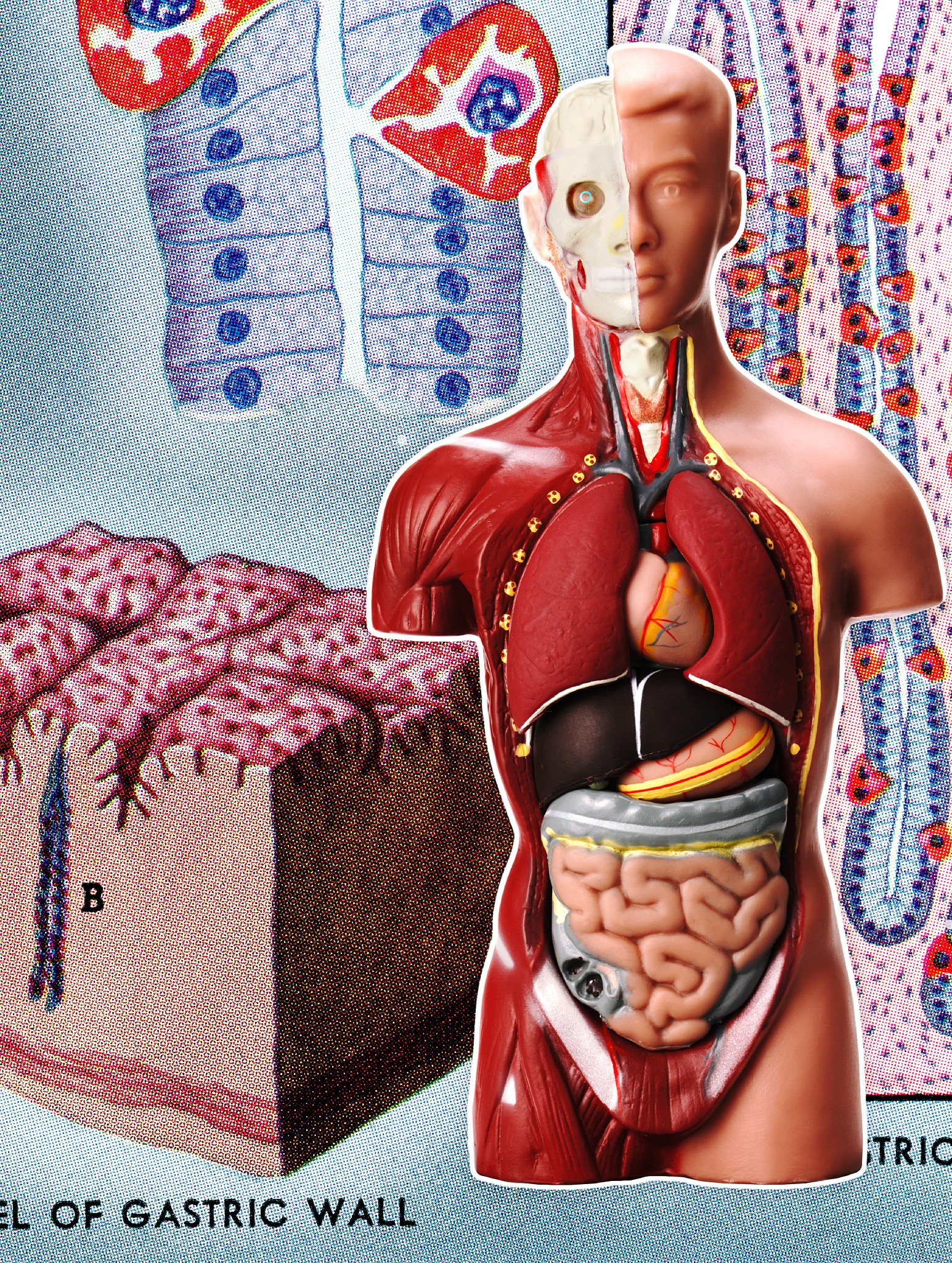 人体内脏图人的内部器官人体器官结构图人的肚子上面是什么人体内脏