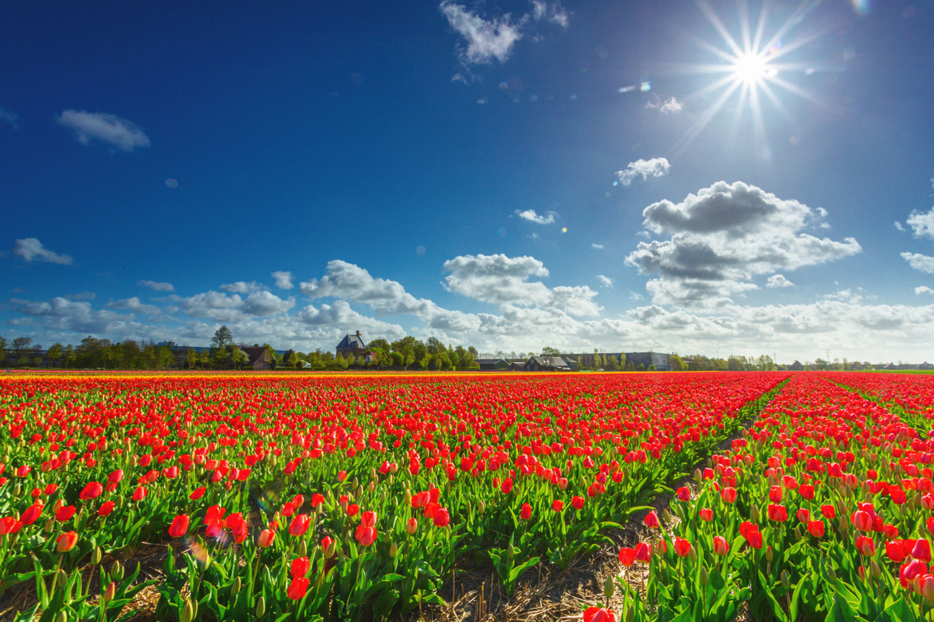 赏花胜地荷兰郁金香花田游攻略  荷兰,被誉为花卉之国,是情侣们寻找
