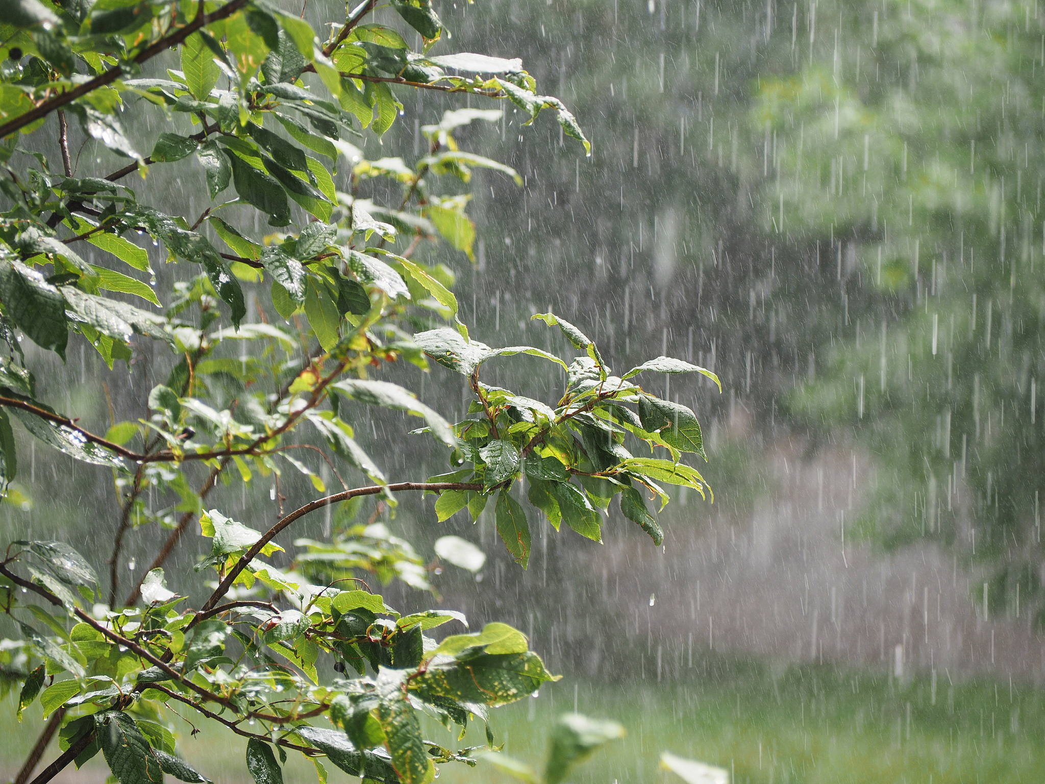 夏天下雨图片景色大图图片