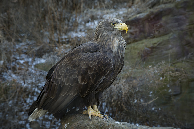 金雕是一种国家一级重点保护动物,是北半球最出名的猛禽之一,也是鹰科