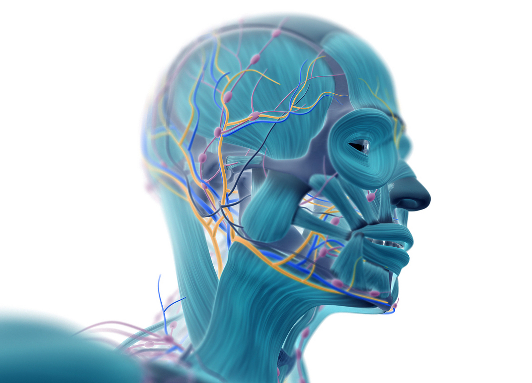 牙齿会通过神经系统与大脑相连.