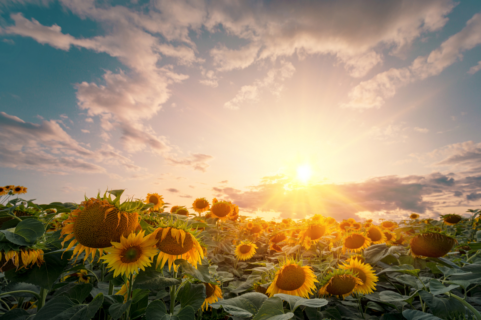 今天阳光明媚,心情也跟着灿烂起来98.