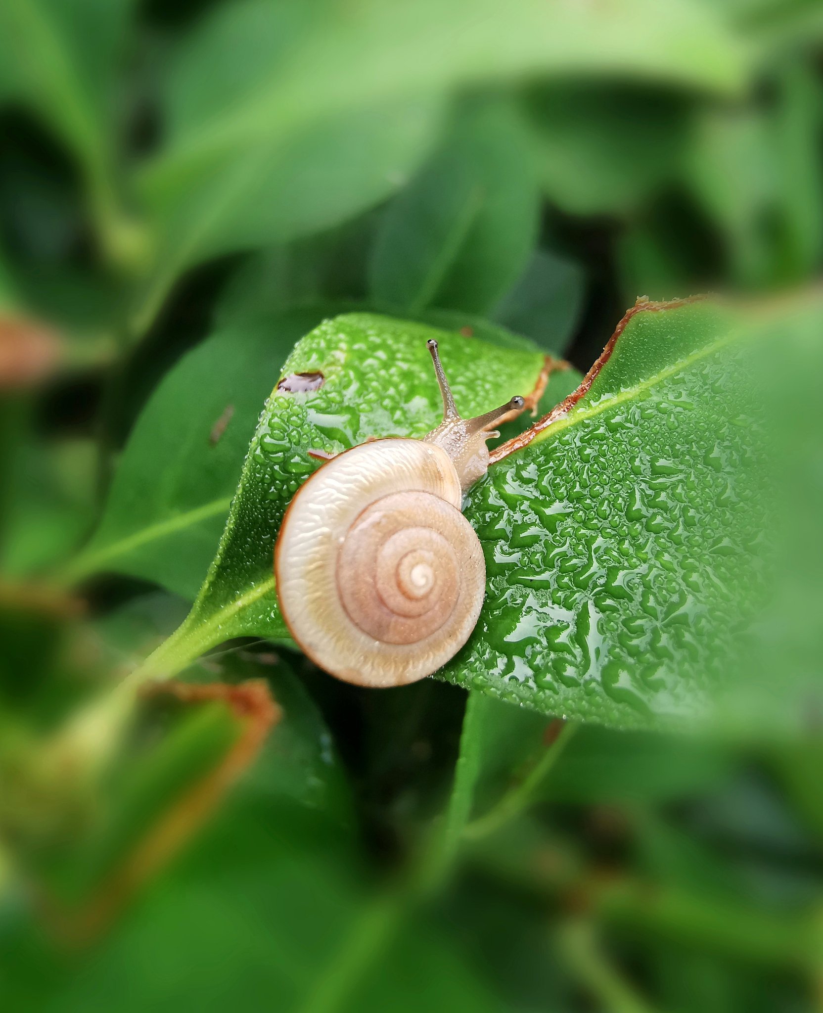 蜗牛壳小时候图片