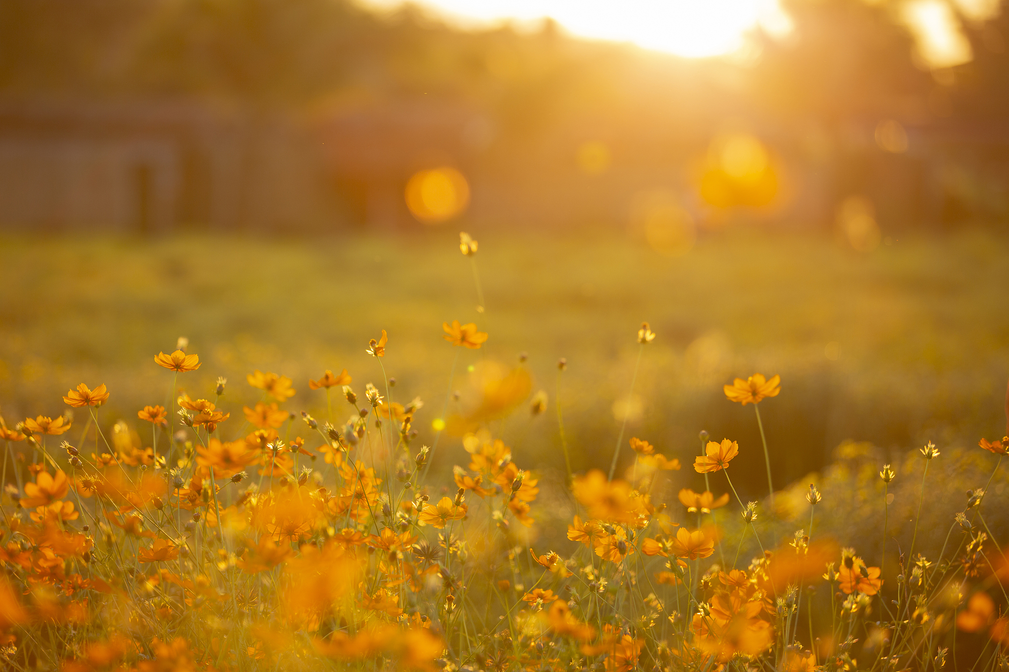走在小道上,感受着温暖的阳光洒在身上,仿佛所有的烦恼都被晒化了