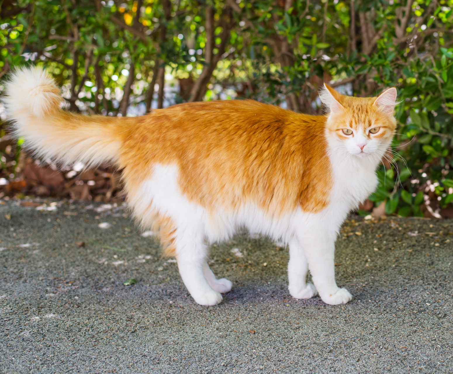 "💫🐱 遇见一只橙白相间的猫!