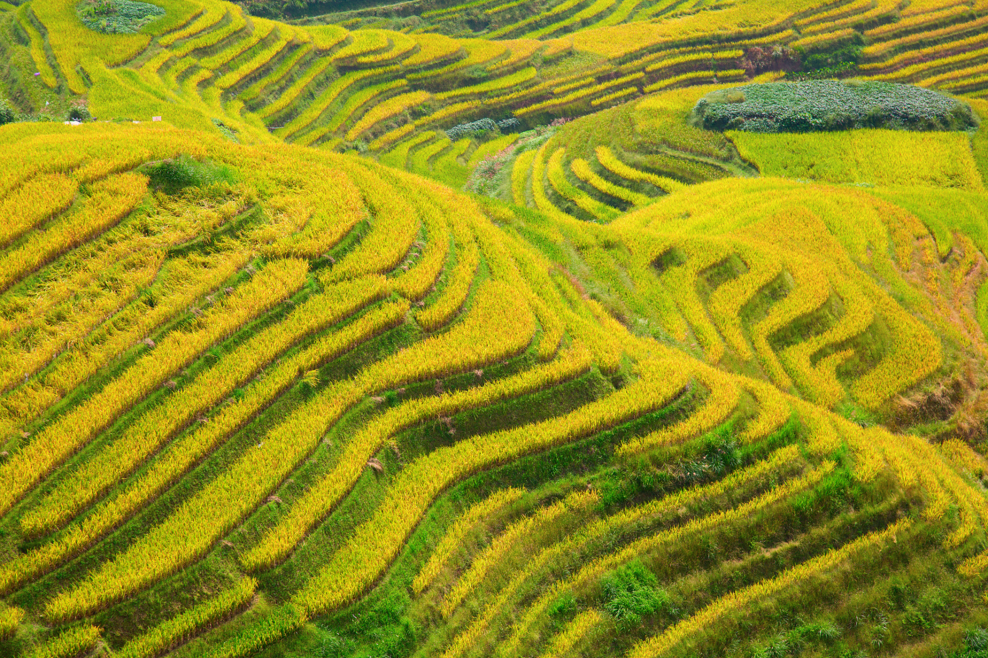 今天,我站在层层梯田上,感受着大自然的馈赠.
