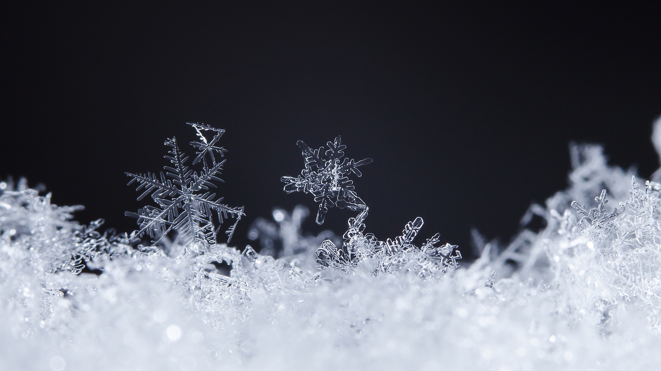 下雪了!雪花飘落,如诗如画.愿这雪的美丽,能温暖世上孤独的心灵.