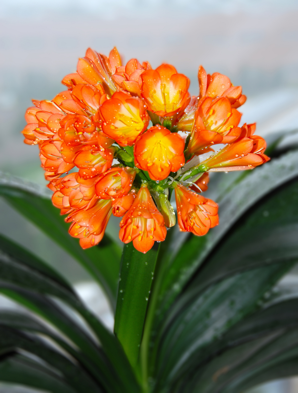 君子兰盛开的瞬间,让整个空间都充满了春天的气息.