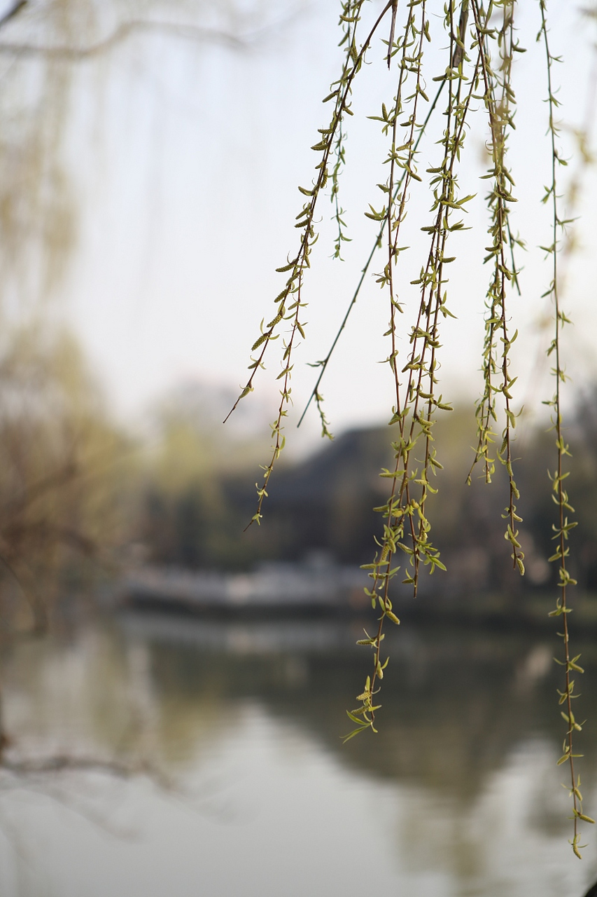 枝上柳绵吹又少,天涯何处无芳草!