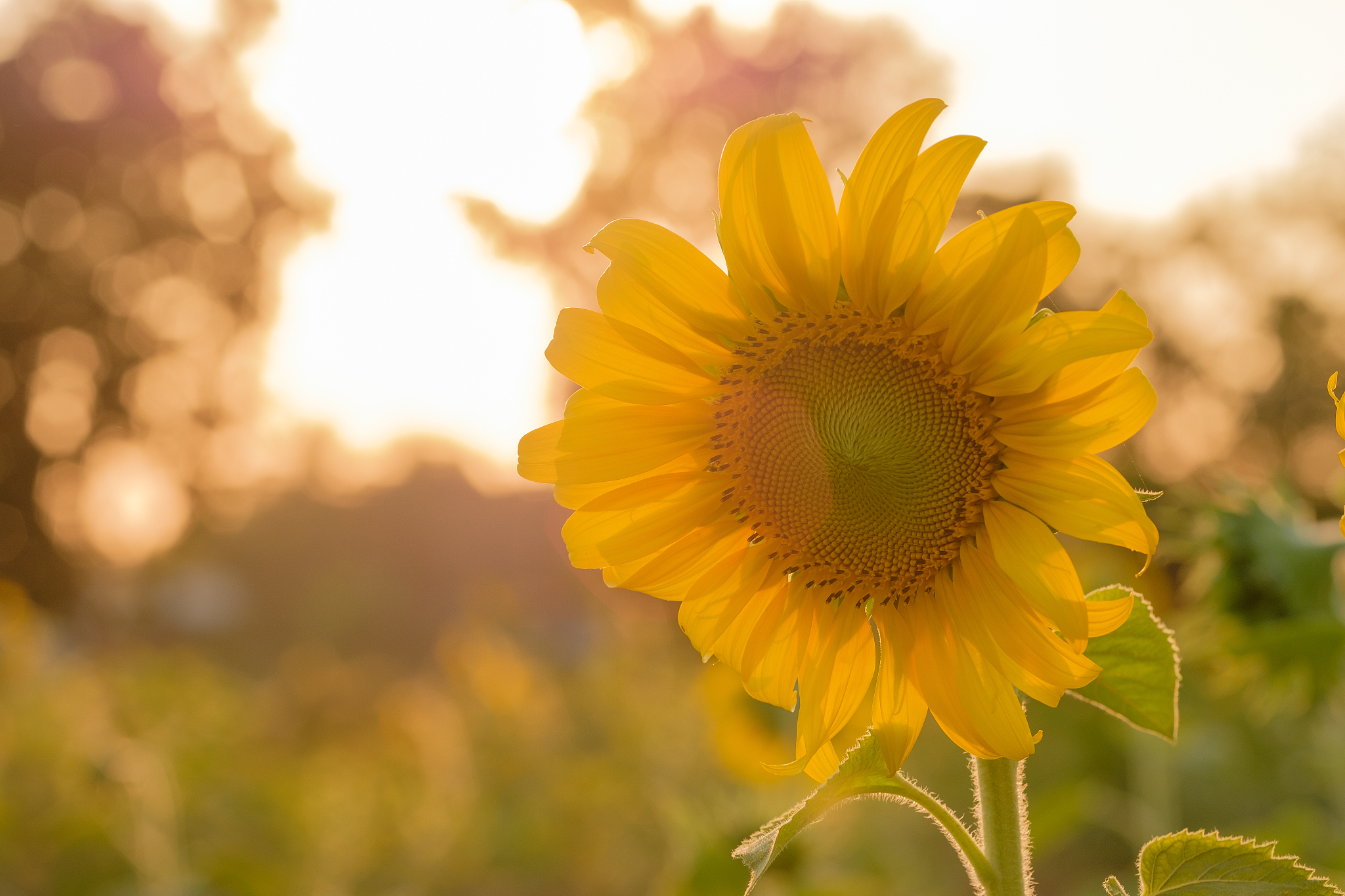阳光正好,微风不燥,这样的好天气让人心情愉悦.