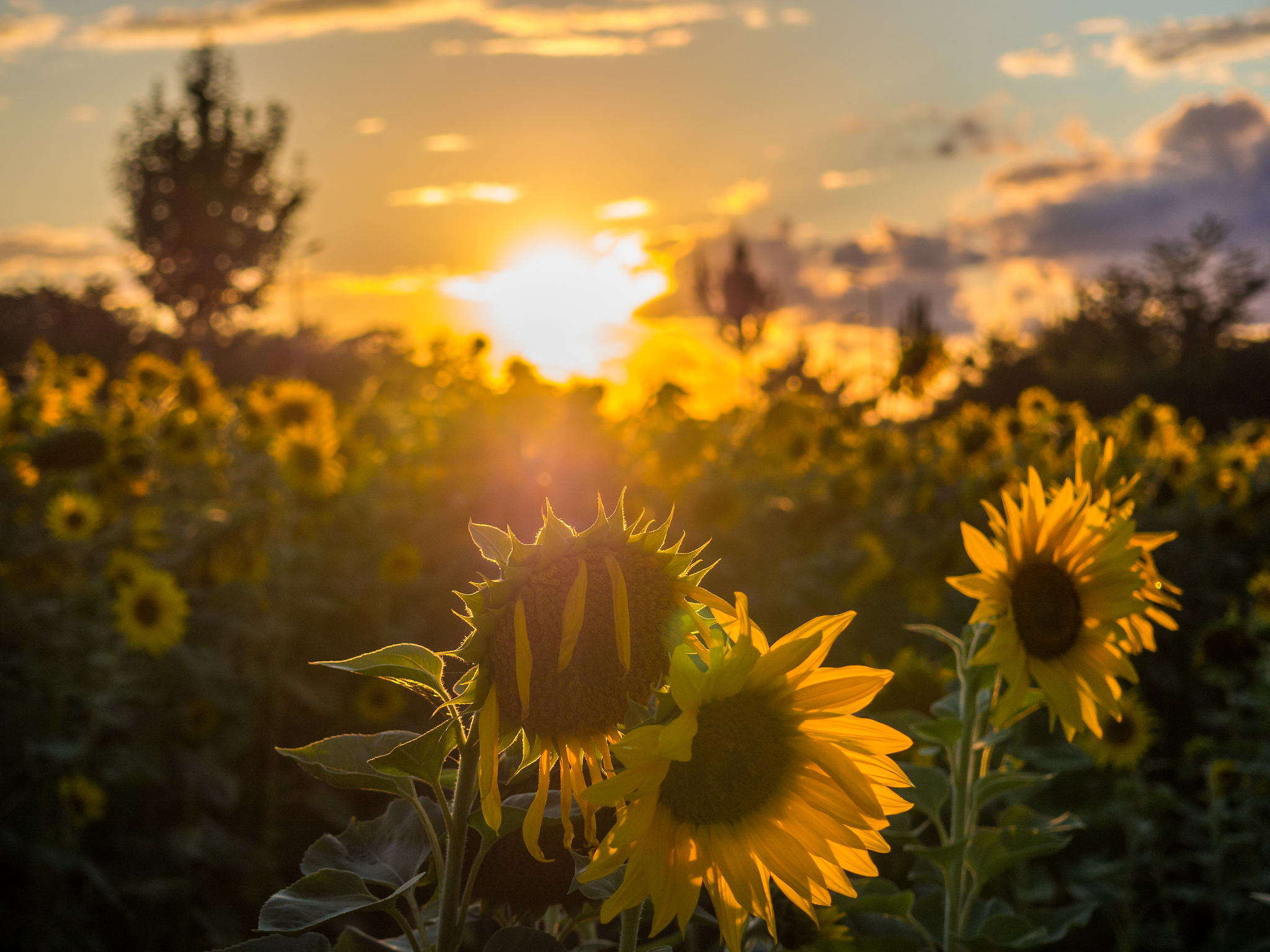 阳光正好,微风不燥.  今天的心情也像这阳光一样,明媚温暖.