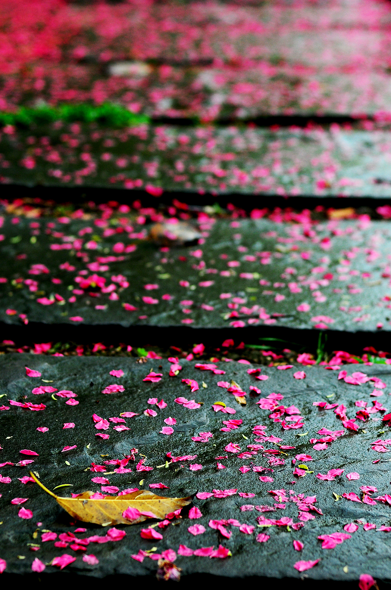 1.《文昌寓直》唐朝·郑谷 何逊空阶夜雨平,朝来交直雨新晴