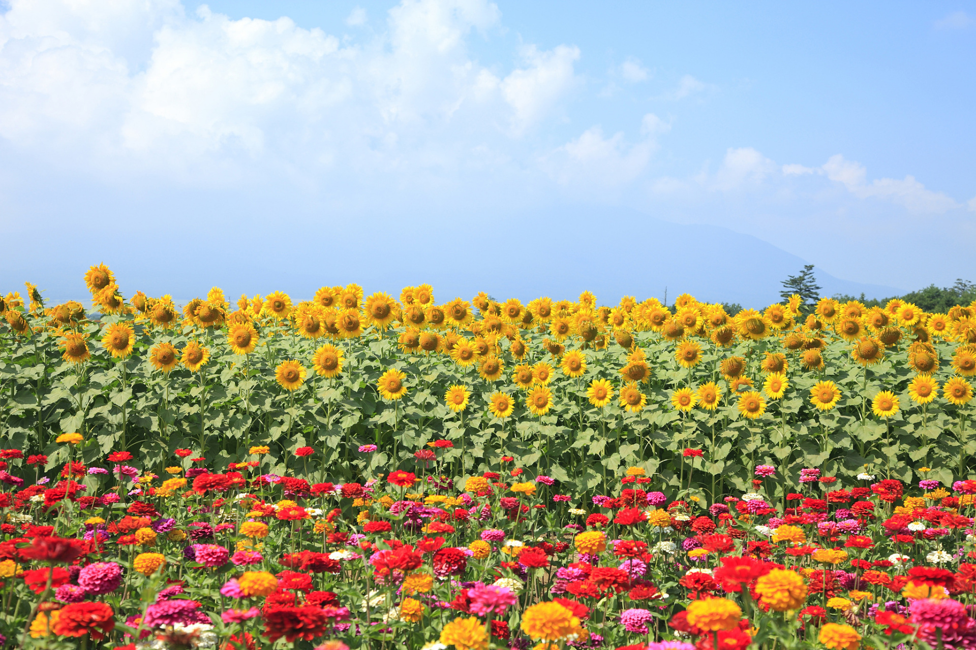 阳光鲜花风景图片大全图片