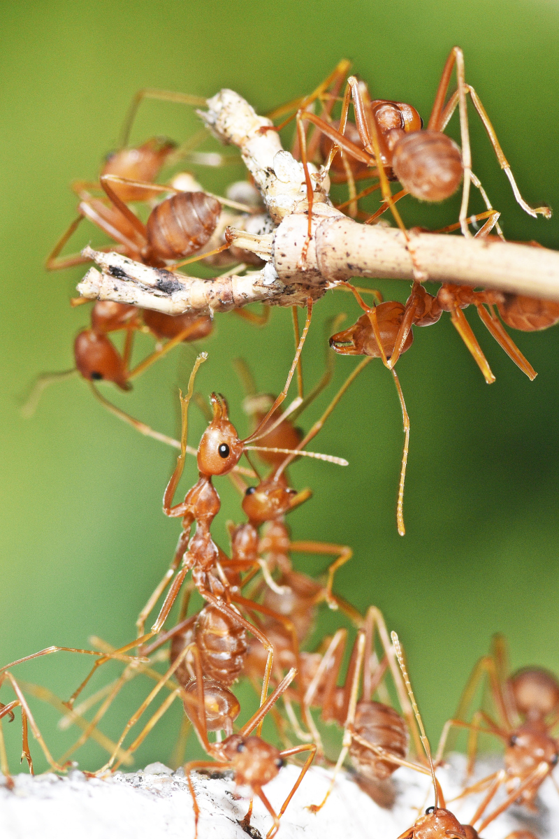 蚂蚁,作为地球上数量众多,分布广泛的昆虫,它们的种类丰富多样,从