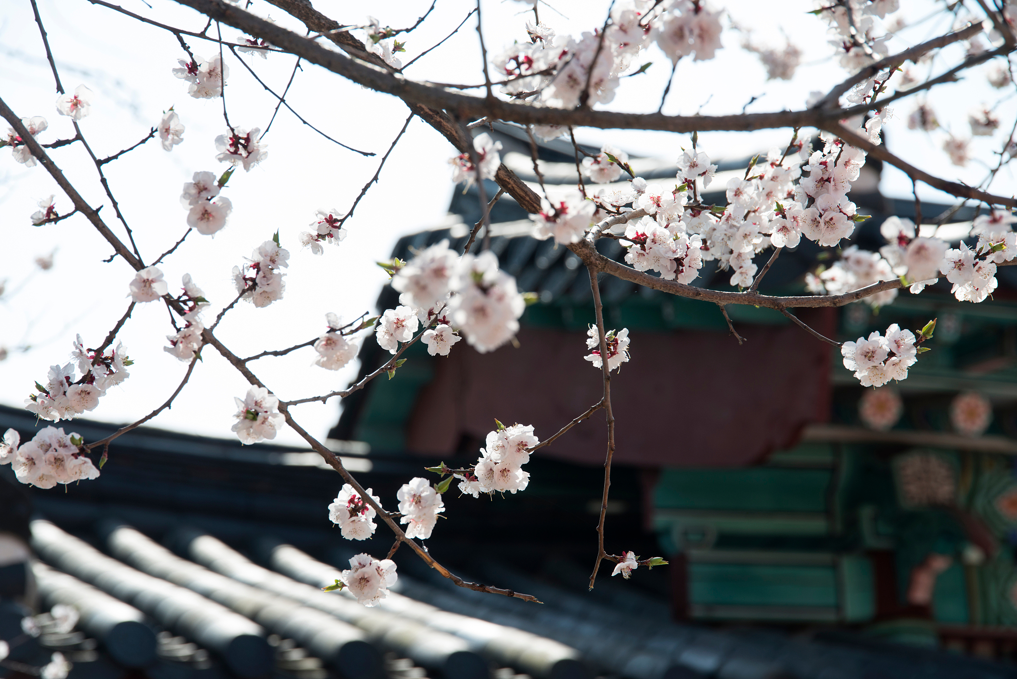 "雨打梨花深闭门,忧愁难挡情何限.