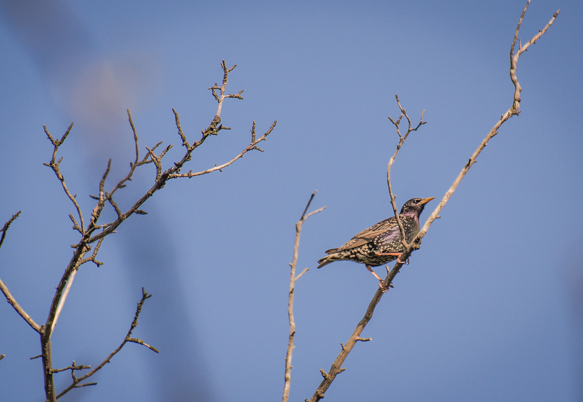 鸟衔枯枝千百条, 高居树头筑新巢