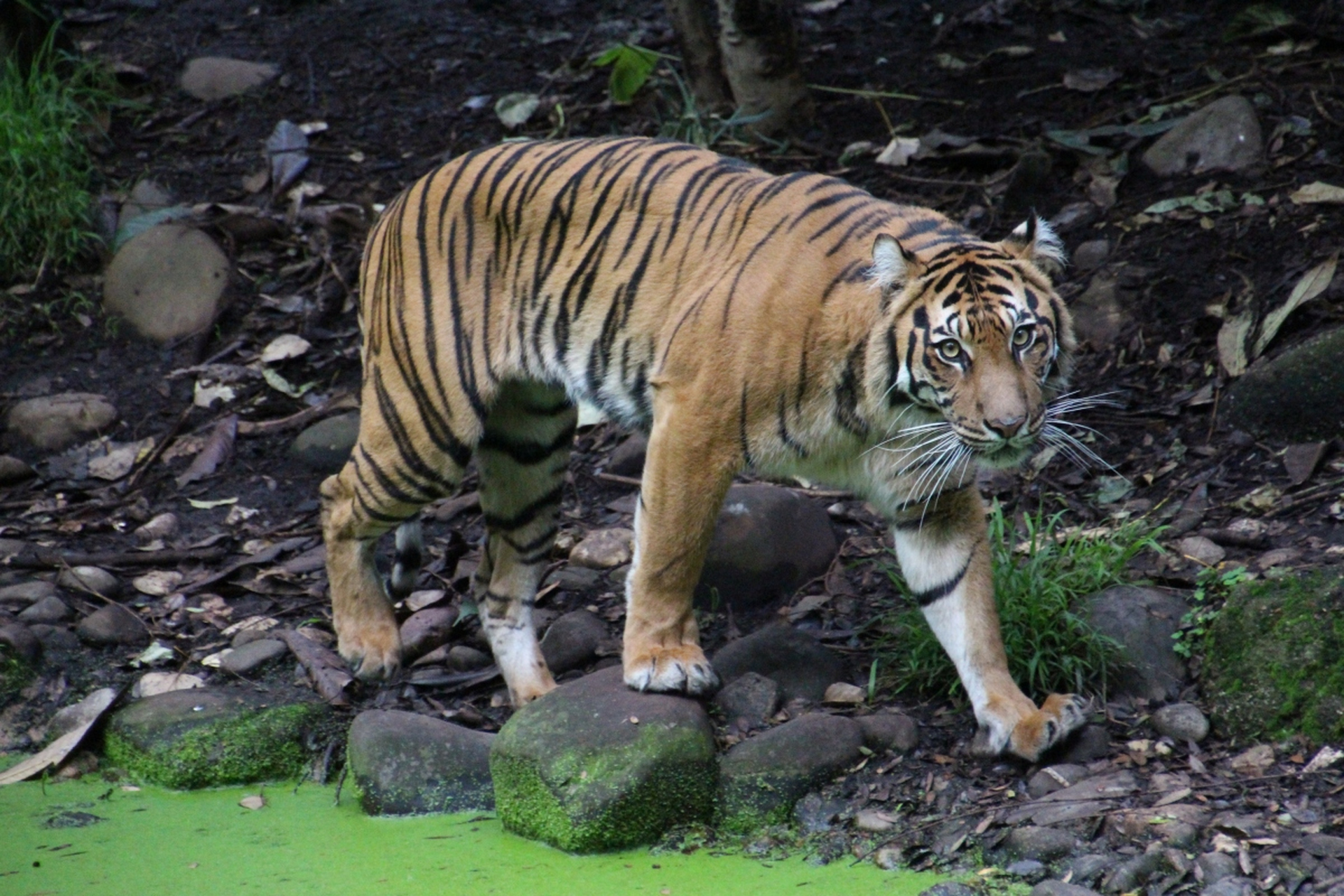 近日,一则阜阳野生动物园 20 只东北虎死亡的消息如惊雷般炸响,迅速
