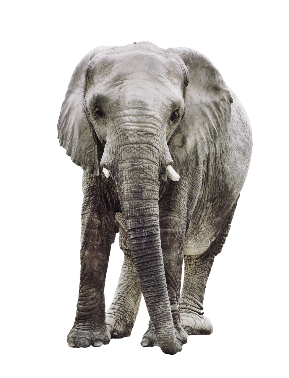 首先,让我们了解一下大象的基本身体结构和特点.