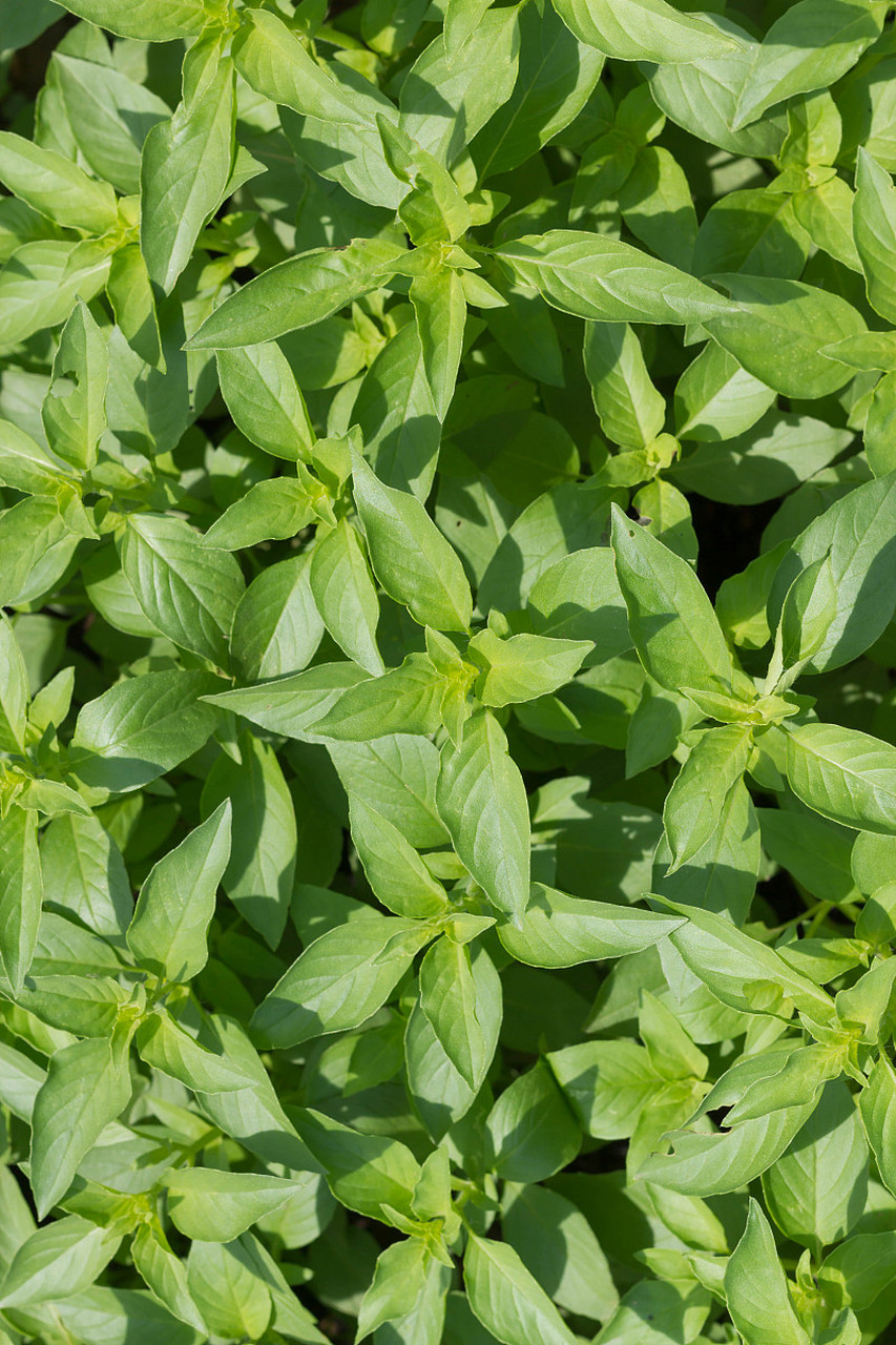 番泻叶的作用是润肠通便,清热利湿,凉血解毒.