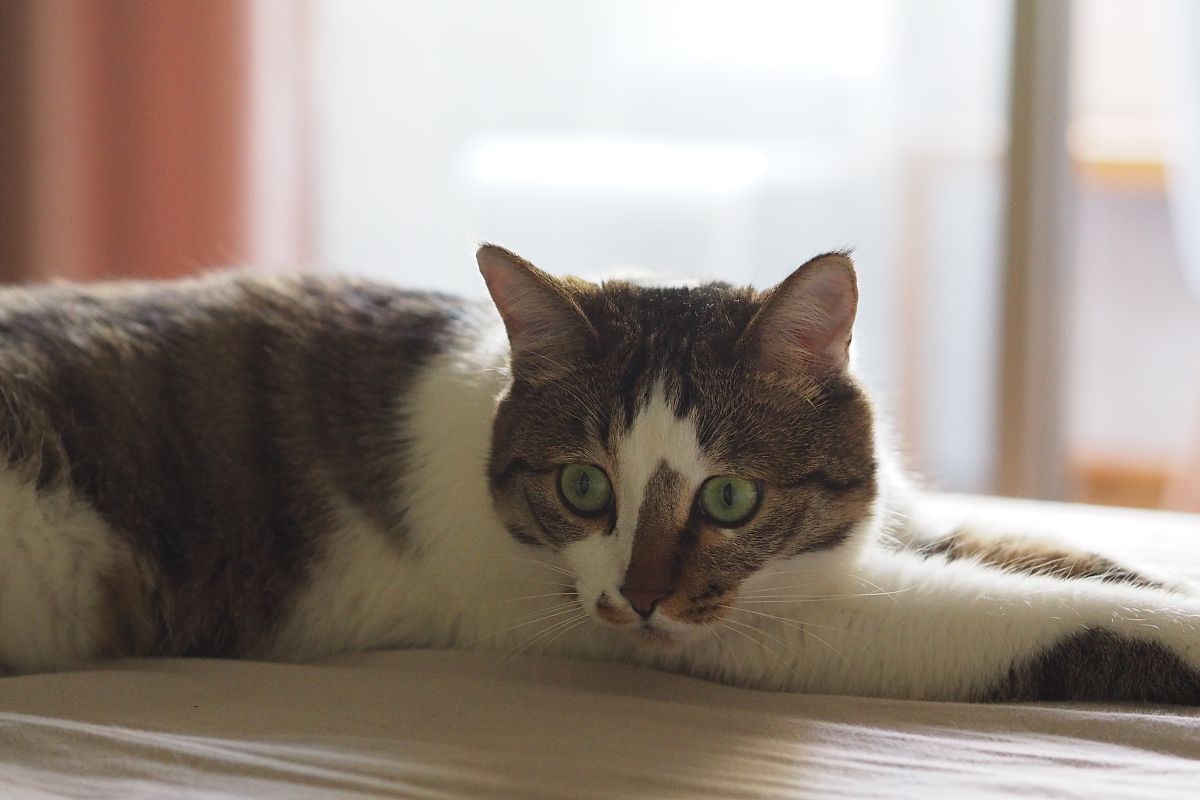 它从不大声喵喵,也不搞破坏,就是安安静静地待在一旁,默默地观察着我.