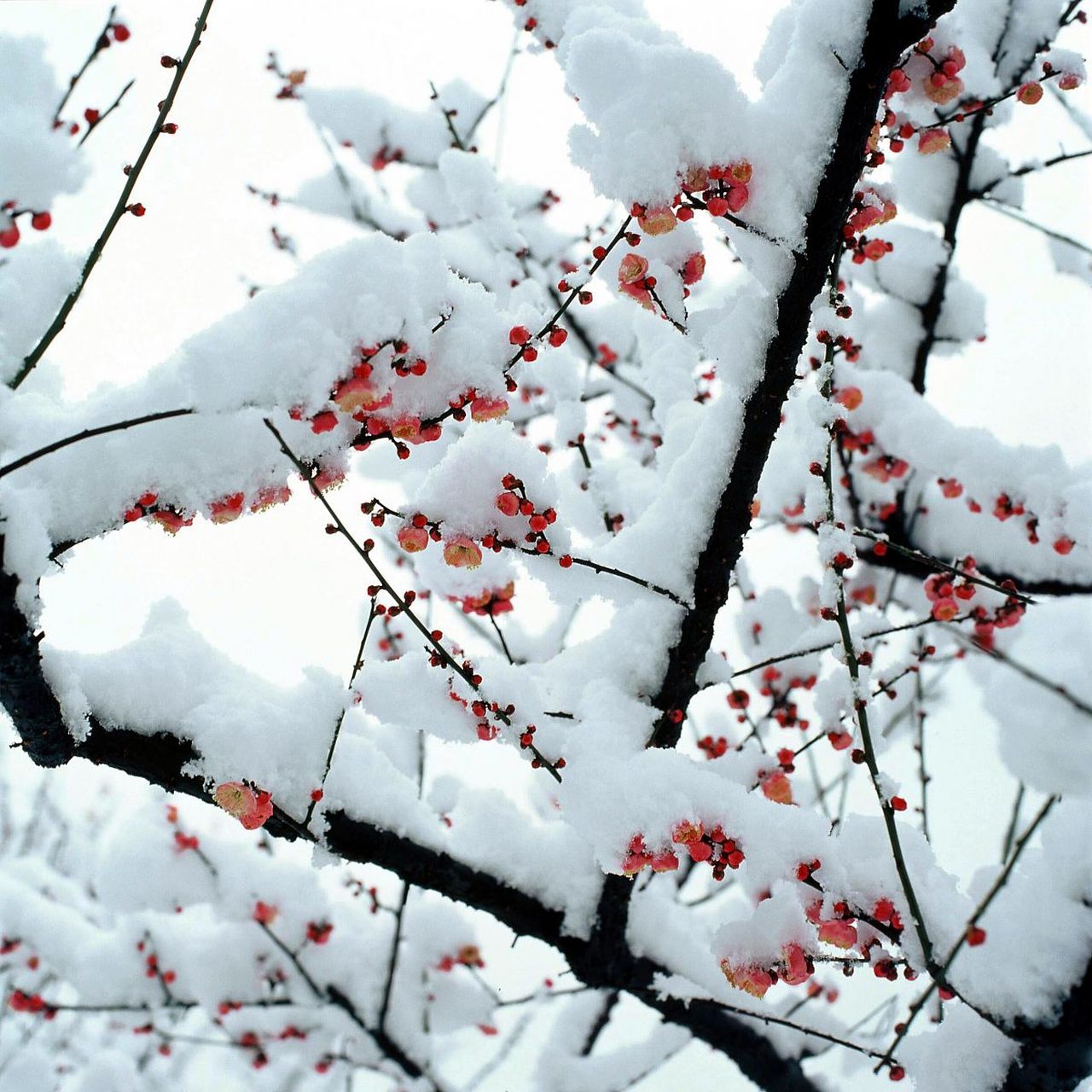 雪似梅花.