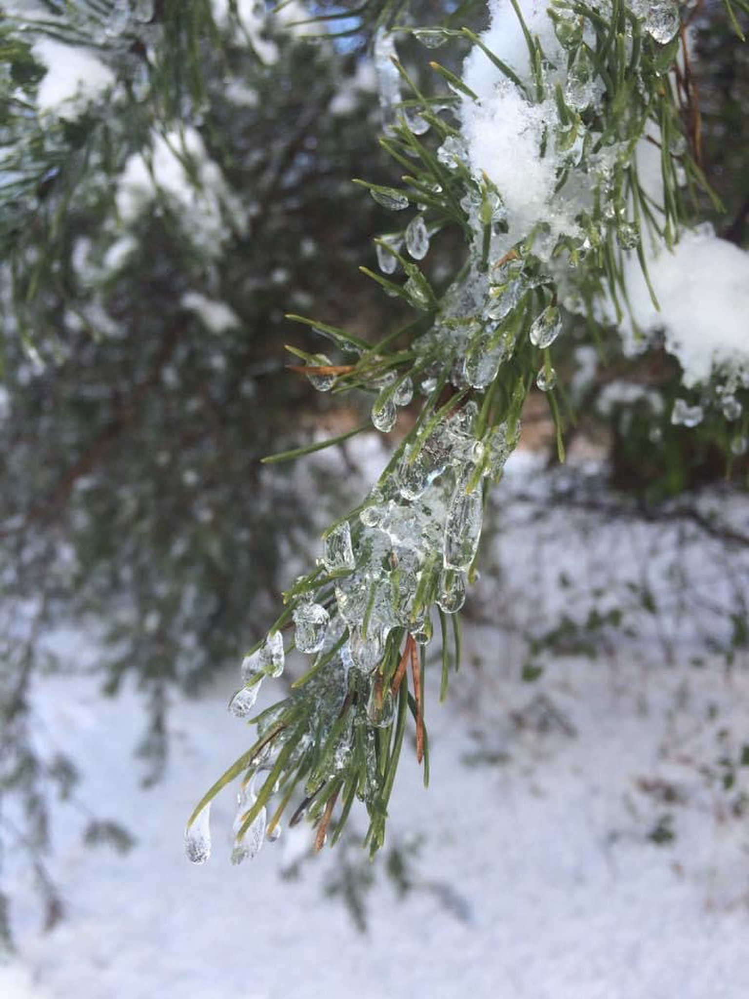 人月圆春晚景零 @心海