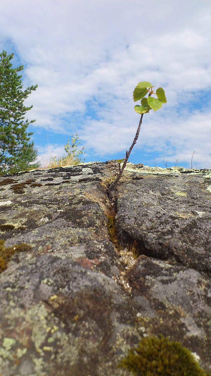 让我们都成为那顶天立地的人,坚强的图片坚韧顽强的自然图片顽强植物