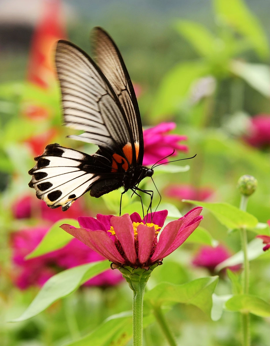 久违的重逢,今日的璀璨  在蔚蓝的天空舞台上,五彩斑斓的蝴蝶翩翩起舞
