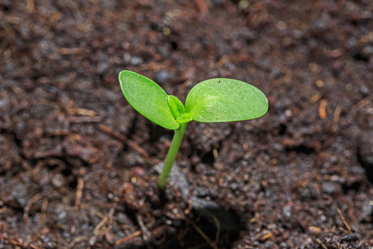 我们像是一颗种子,在家乡生根发芽,成熟后又随风飘向远方.