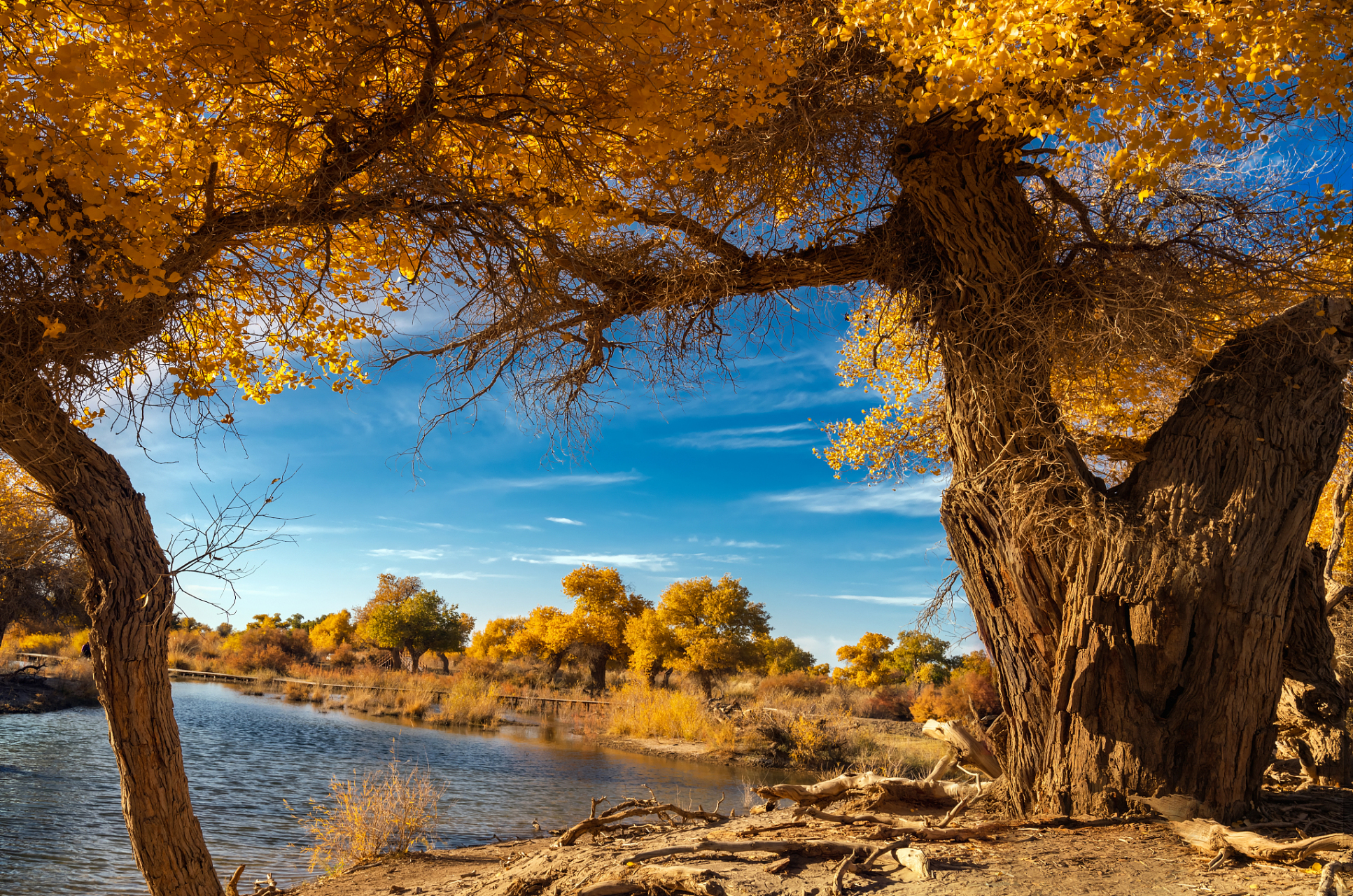 篇)——9394阿拉善盟胡杨林旅游区:秋日里的金色童话9493