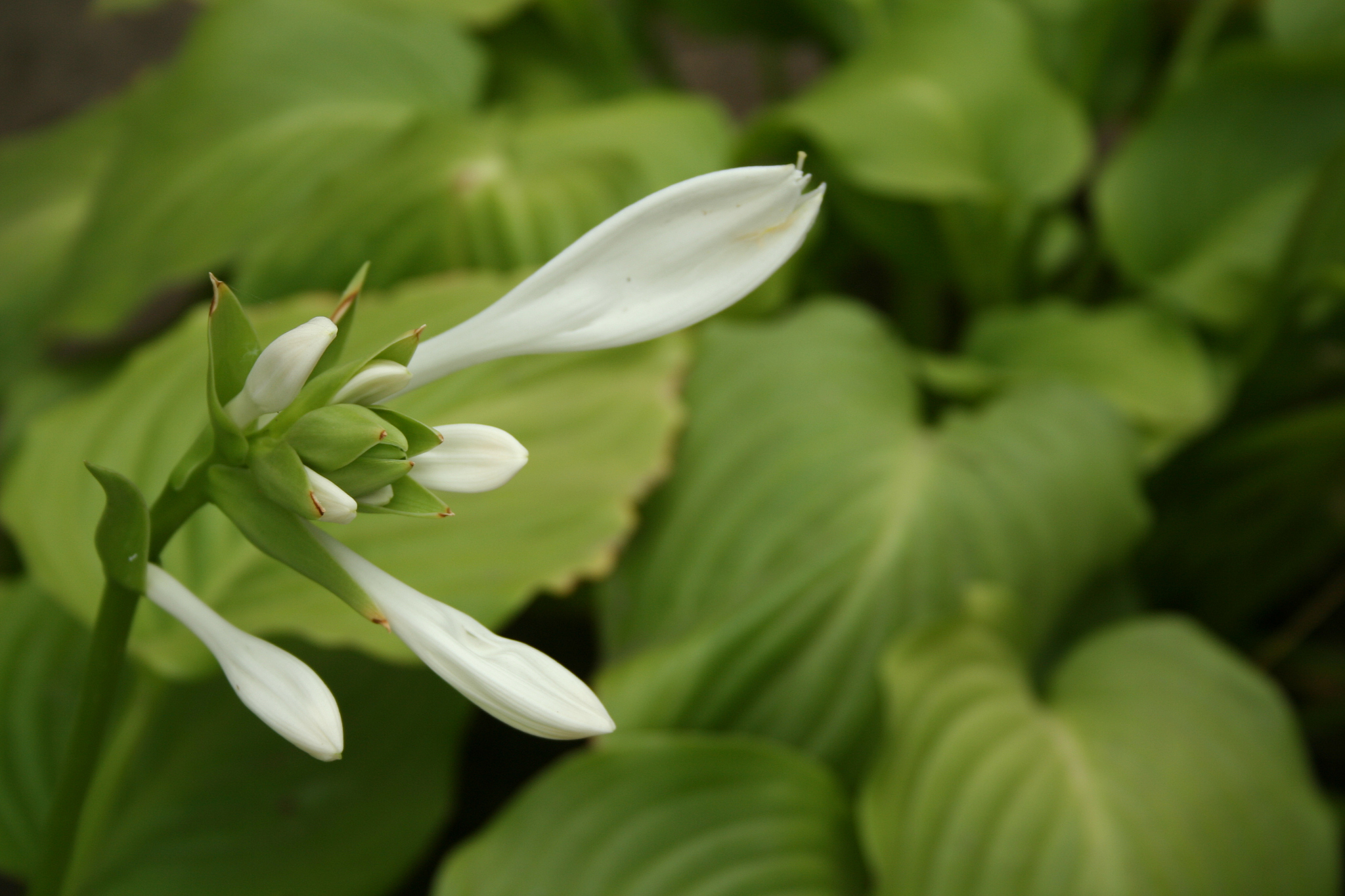 玉簪花,是一种美丽的草本植物,原产于中南美洲.