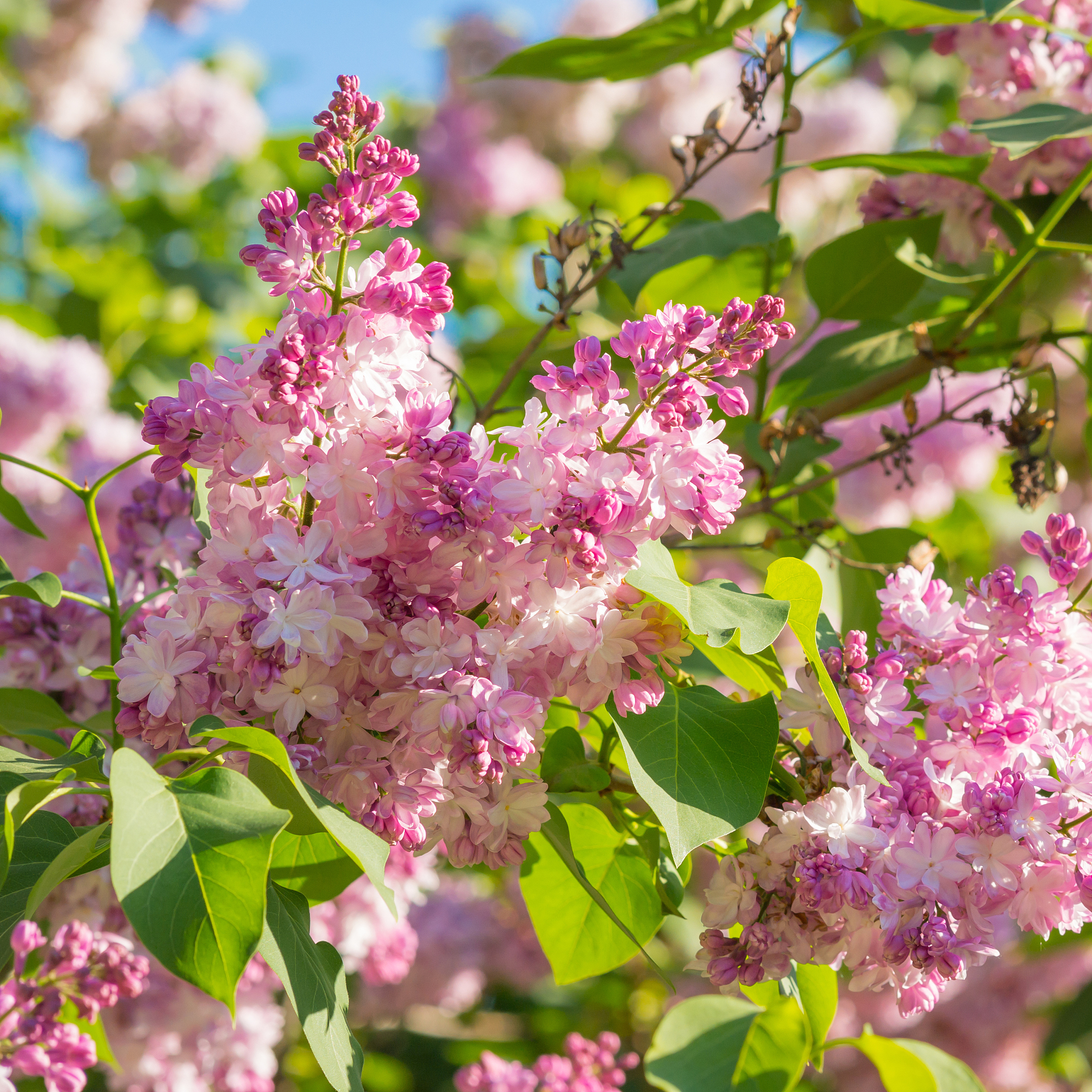 丁香花免费观看高清电影=丁香花视频讲述的是真的吗